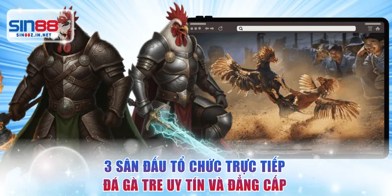 3 sân đấu tổ chức trực tiếp đá gà tre uy tín và đẳng cấp