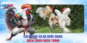 Cách Nuôi Gà Đá