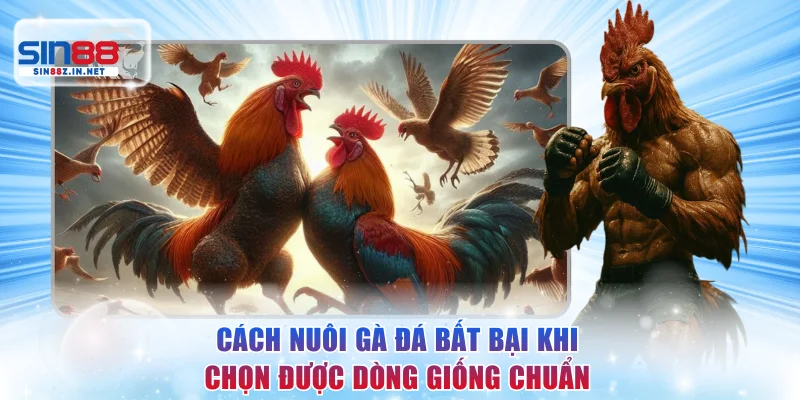 Cách nuôi gà đá bất bại khi chọn được dòng giống chuẩn