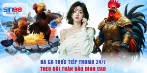 Đá Gà Trực Tiếp Thomo 24/7