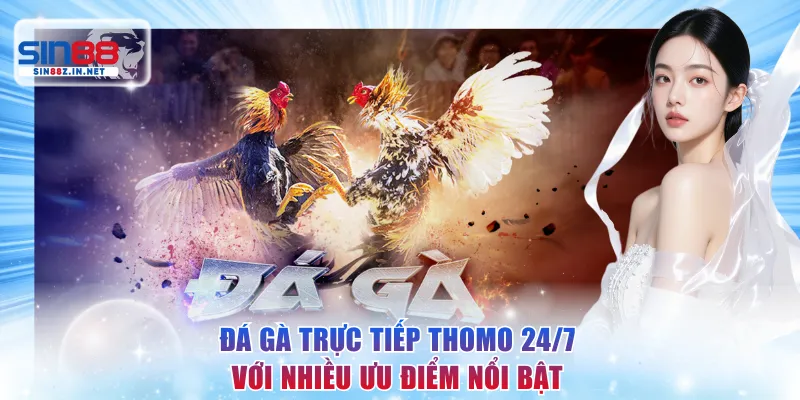 Đá gà trực tiếp Thomo 24/7 với nhiều ưu điểm nổi bật