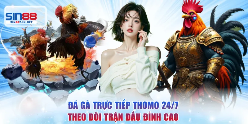Đá Gà Trực Tiếp Thomo 24/7