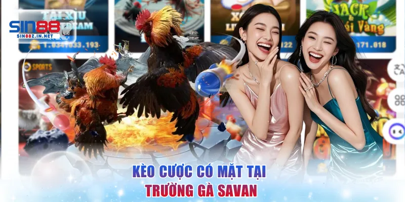 Kèo cược có mặt tại trường gà Savan