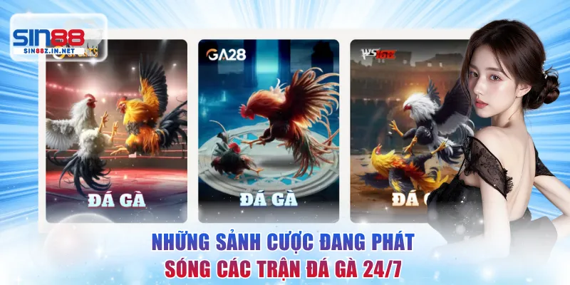 Những sảnh cược đang phát sóng các trận đá gà 24/7