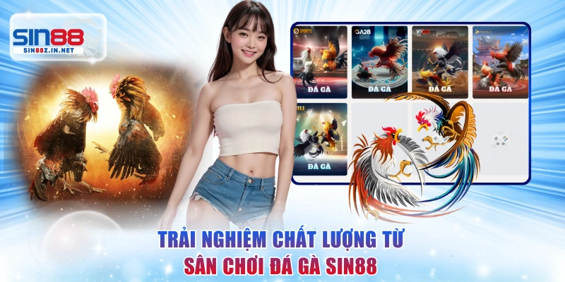 Trải nghiệm chất lượng từ sân chơi đá gà SIN88