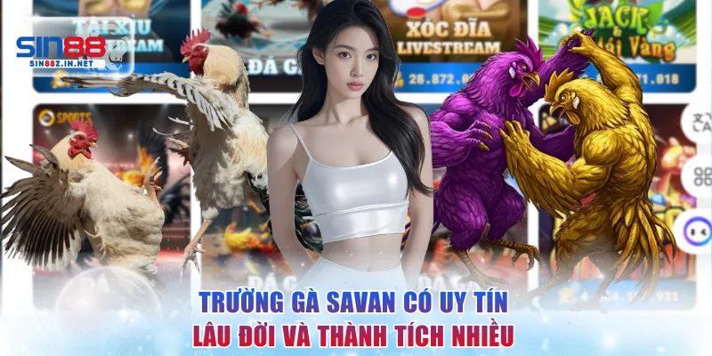 Trường gà Savan có uy tín lâu đời và thành tích nhiều
